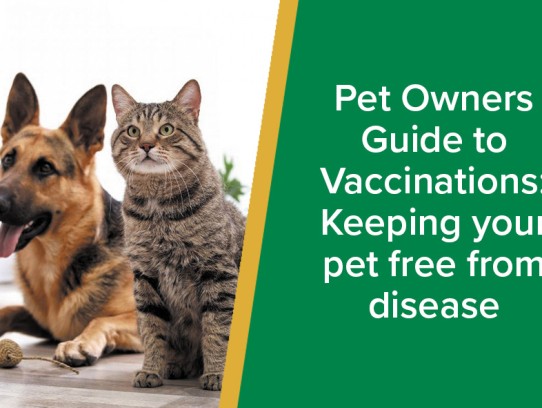 Pet Vaccine Clinics: Safeguarding Your Furry Friends with Immunization