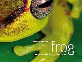  "Where to Buy Pet Frogs: Your Ultimate Guide to Finding the Perfect Amphibian Companion"