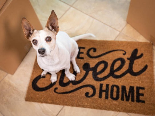  Discover the Ultimate Pet-Friendly Getaway: Red Roof Inn Pet Friendly Stays Await You!