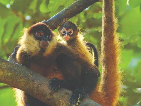  Can You Have a Spider Monkey as a Pet? Exploring the Pros and Cons of Owning a Unique Exotic Animal