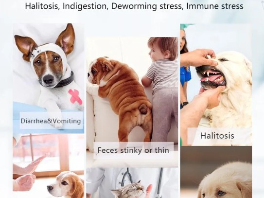  "Doctor Pet: Your Ultimate Guide to Pet Health and Wellness"