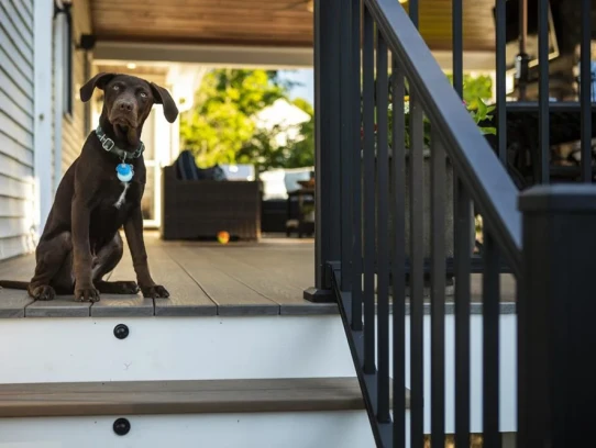  Stairs for Pet: The Ultimate Solution for Your Furry Friend's Accessibility